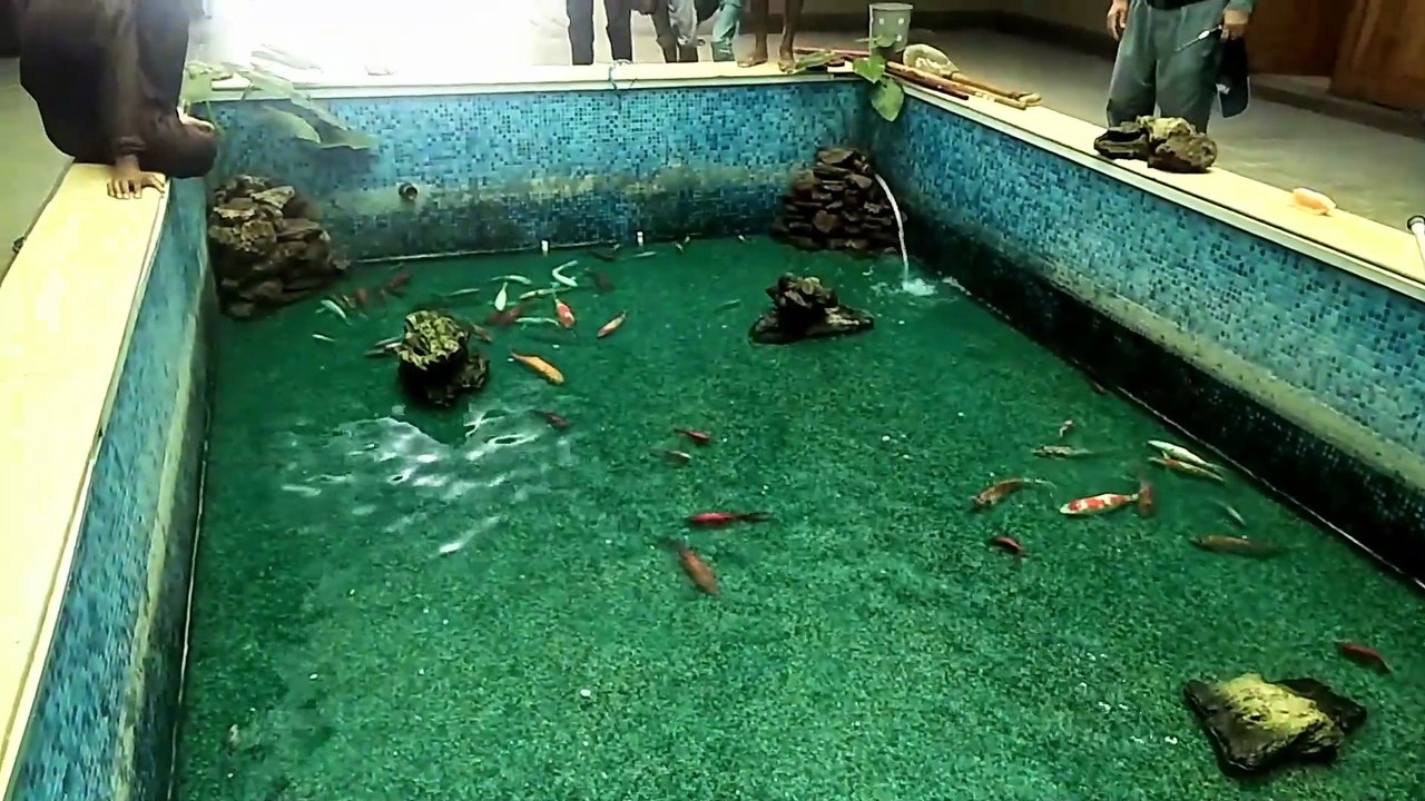 Fishpond Cleaning