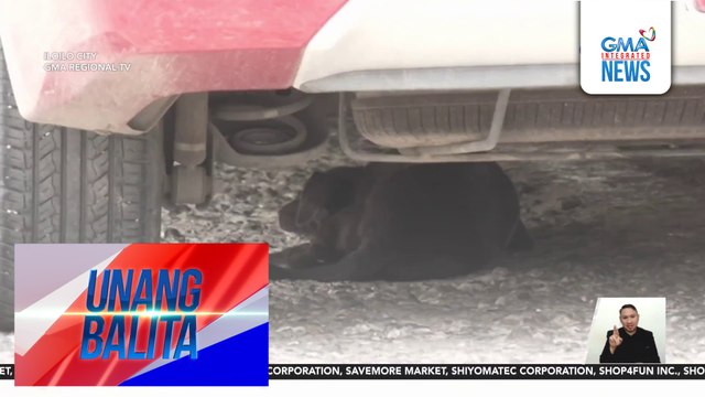 Asong pagala-gala sa Brgy. Pali-Benedicto, mahigit 20 na ang nakagat; ilang residente, nangangamba sa banta ng rabies | Unang Balita