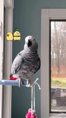 parrot says gimme a kiss — so cute and funny! 🦜
