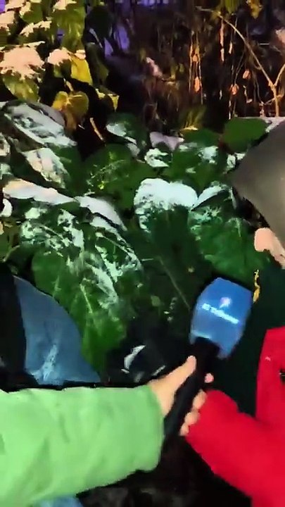 Nieve en Salta: chicos, jóvenes y familias disfrutan un momento mágico en medio del frío polar