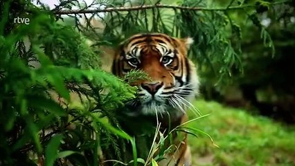 Animales Al Natural: Descubre La Vida Oculta De Los Mamíferos Marinos