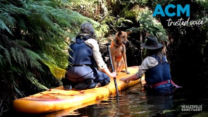 Detection dogs paddleboard to sniff out platypus population