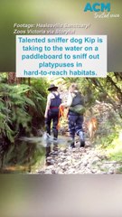 Detection dogs paddleboard to sniff out platypus population