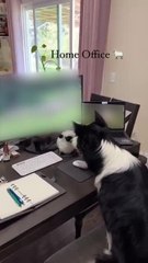 Dog Watches Video on Computer