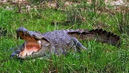 Cocodrilos: El Rey de los Ríos y Sus Sorprendentes Secretos