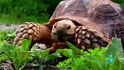 Animales Al Natural: La Fascinante Vida de las Tortugas