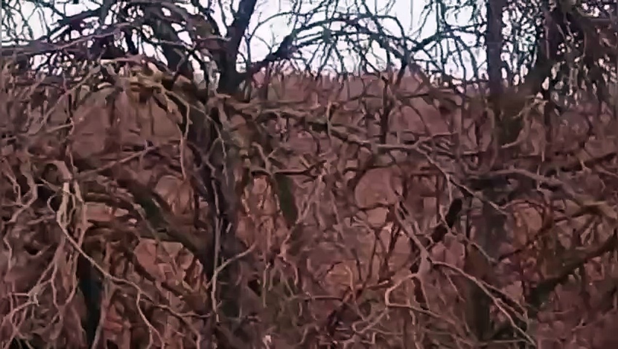 El pozo petrolero Lomas de Olmedo agrava su crisis ambiental en Pichanal