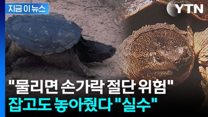"사람 손가락 절단 위험"...인천 공원에 출몰한 '늑대거북' [지금이뉴스] / YTN
