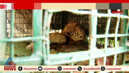 മാസങ്ങളായുള്ള പുലിപ്പേടിയിൽനിന്ന് നമ്പ്യാർകുന്നുകാർക്ക് ഒടുവിൽ ആശ്വാസം!