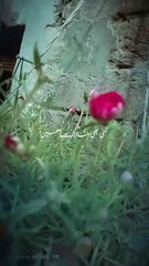 میرے رب میری مدد فرما