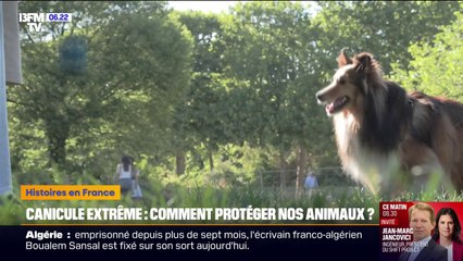 Comment protéger nos animaux face aux chaleurs extrêmes?