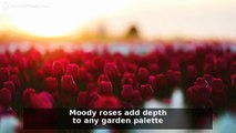 Deep Moody Roses: 5 Tips for a Dramatic Garden