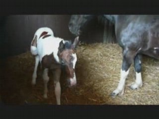 Cherry Moon - Lolita et Fire Dance