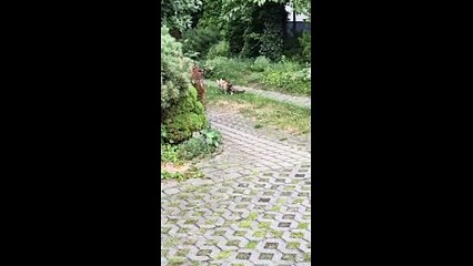 Unbelievable! This funny cat is 18 and still feels like a kitty!