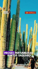 Saguaro, Kaktus Raksasa yang Bisa Bertahan hingga 200 Tahun