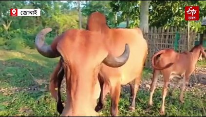 চাৰি অনাও ৰাজসাহাজ্য নোলোৱাকৈ ক্ৰয় হৈছে গীৰ গাই : ভূৱন পেগু
