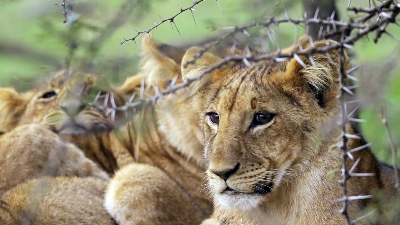 Lion Cubs Resting in Shrubland 01