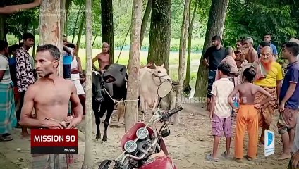 🚨 গরু উদ্ধারে সহায়তার 'শাস্তি'! 💔 জামালপুরে প্রতিবেশীকে পিটিয়ে আহত, চুরির অভিযোগ | Sarishabari Crime