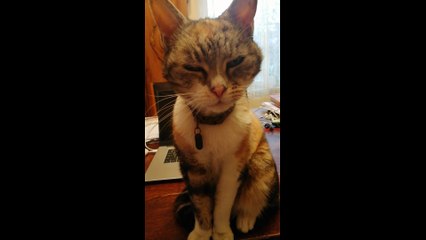 Cat good morning to the world. It will be a good day! :)