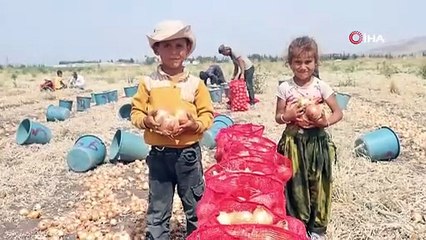 40 derece sıcağın altındaki hasat sürüyor: Market ve tarla fiyat farkı büyüyor!