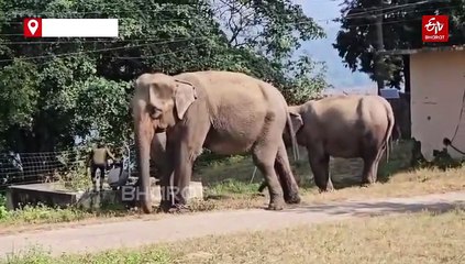 संघर्ष और हादसों से हाथियों को बचाने की मुहिम, वन विभाग और WWF करेगा एलिफेंट कॉरिडोर का सर्वे