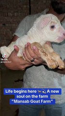 Pets Life #petslife #Viral #Funny #beauty