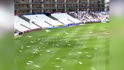 Footage shows hundreds of seagulls swarming cricket pitch as they hunt flying ants