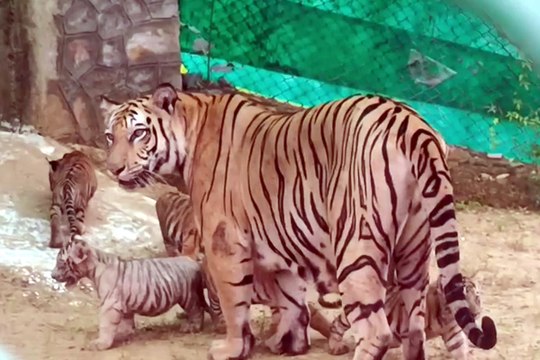 पांच बच्चों के साथ खेलती नजर आई बाघिन