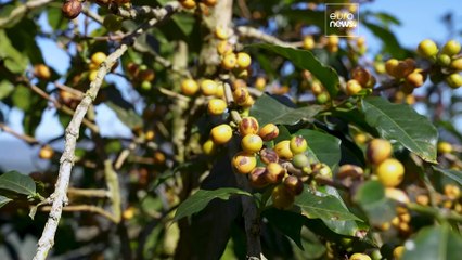 Watch: Why Costa Rica's eco-friendly coffee culture is thriving