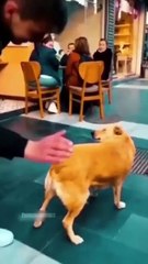 Pure Comedy Gold – Try Not to Laugh Challenge! 😆