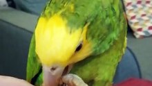 Diego the yellow headed Amazon before he went missing for 11 days