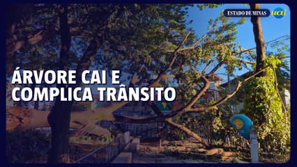 BH: queda de árvore complica trânsito no Padre Eustáquio