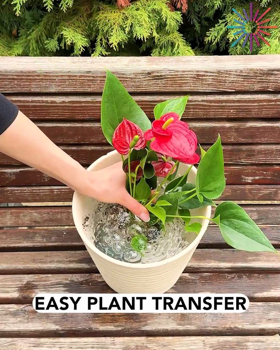 How to move plants without a mess