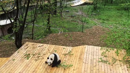 The daily life of pandas 🐼   #Panda #Lovely