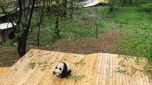 The daily life of pandas 🐼   #Panda #Lovely