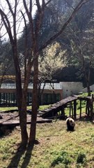 The daily life of pandas 🐼   #Panda #Lovely