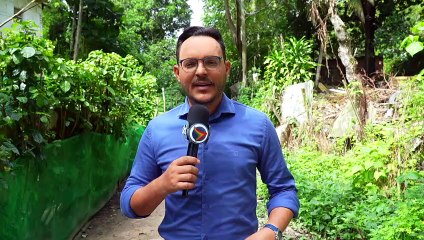 Conflito entre urbanização e natureza: famílias lidam com invasão de abelhas em residências