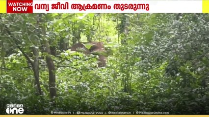 സംസ്ഥാനത്ത് വന്യജീവി ശല്യം രൂക്ഷം; കോന്നിയിൽ വനംവകുപ്പ് ജീവനക്കാർക്ക് പരിക്ക്