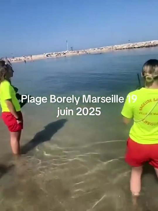 Une plage évacuée suite à la présence d'une... raie