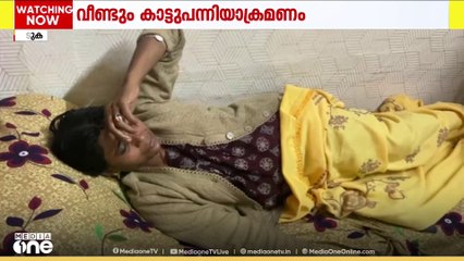 ഇടുക്കി നെടുങ്കണ്ടത്ത് കാട്ടുപന്നി ആക്രമണത്തിൽ സ്കൂട്ടർ യാത്രികയ്ക്ക് പരിക്ക്