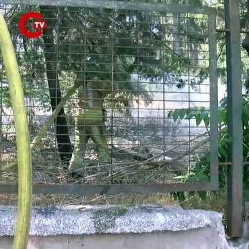 Bakırköy'de hastane bahçesinde çıkan yangın söndürüldü
