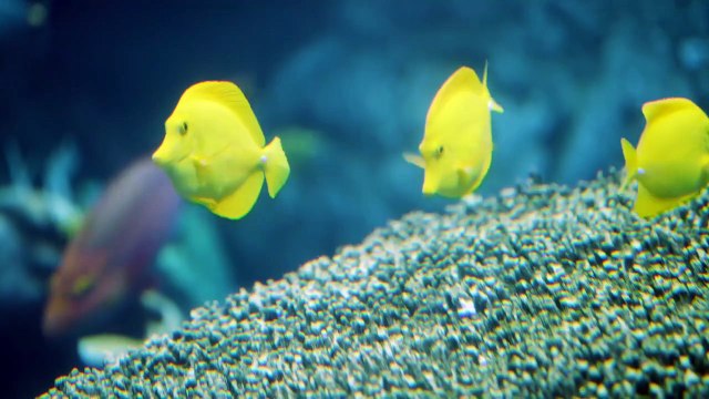 Why Are Coral Reef Fish So Colorful?