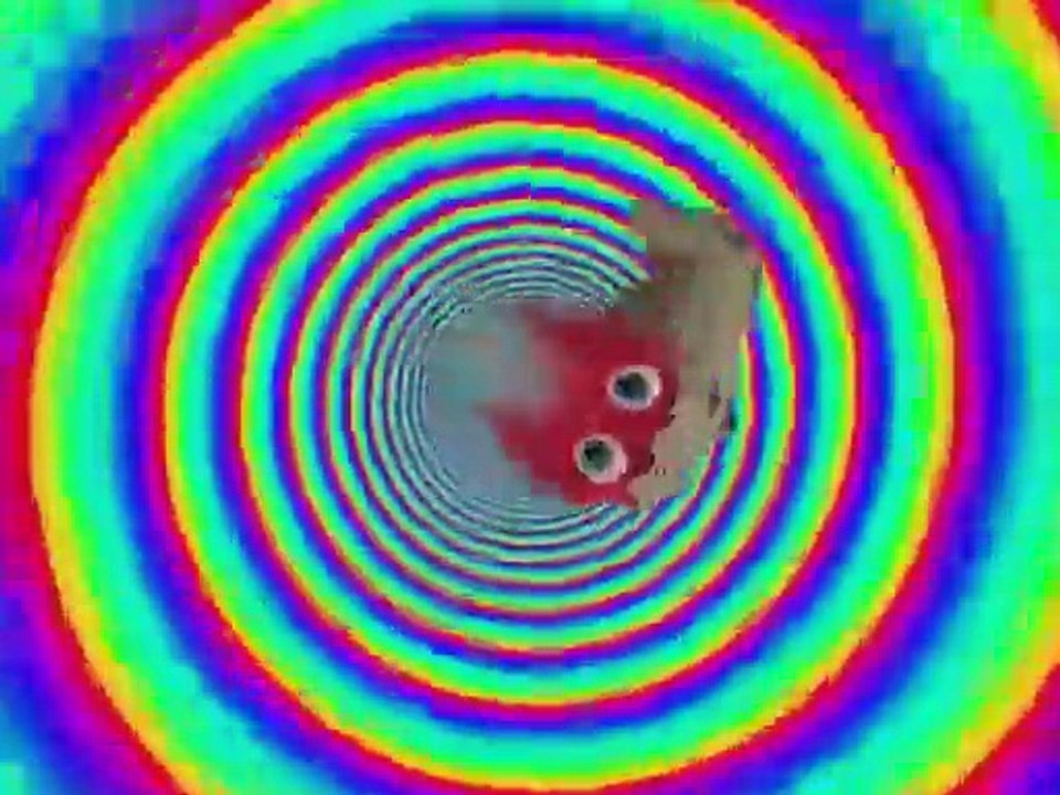 Cuckoo's world intro
