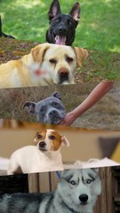 Journée mondiale contre l'abandon des animaux 🐾 : Agissez pour leur avenir