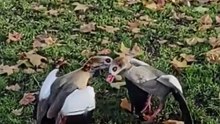 Geese Fight in London’s Green Park — Right in Front of the Police! 🦆🚨