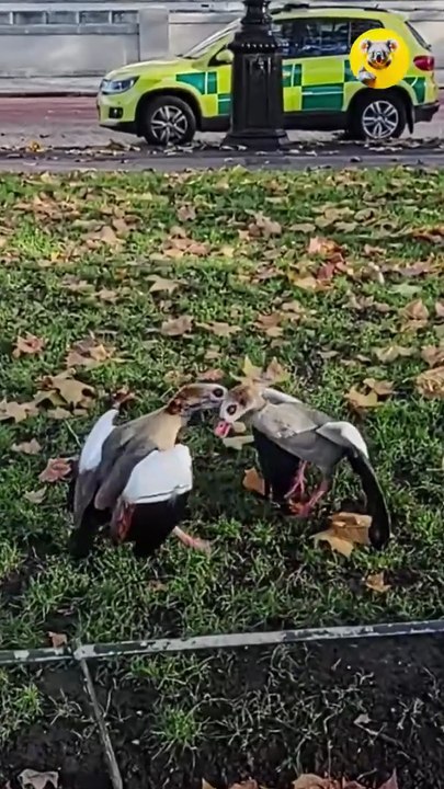 Geese Fight in London’s Green Park — Right in Front of the Police! 🦆🚨