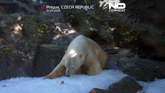 NO COMMENT: El zoo de Praga usa toneladas de hielo para refrescar a los animales en la ola de calor