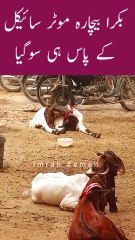 BAKRA Bechara Bikes k pas hi SOGAYA😳