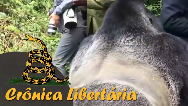 Animais possuem direito à vida, liberdade e propriedade? | Crônica Libertária - 02/08/20 | ANCAPSU