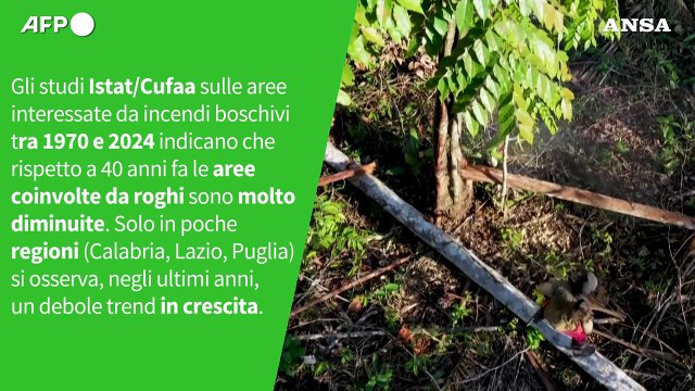 È vero che gli incendi boschivi in Italia stanno aumentando?
